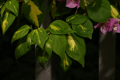 Bougainvillea glabra