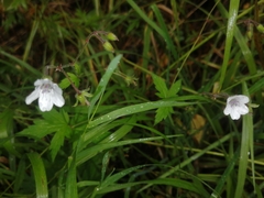 Geranium asiaticum