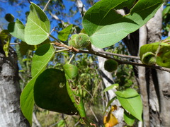 Croton niveus