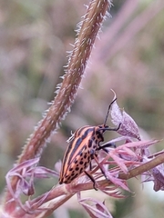 Graphosoma italicum italicum