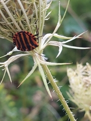 Graphosoma italicum italicum