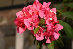 Bougainvillea glabra