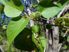 Croton niveus