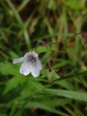 Geranium asiaticum