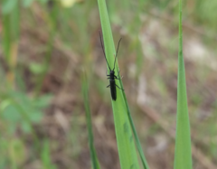 Theophilea subcylindricollis