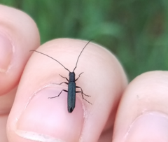 Theophilea subcylindricollis