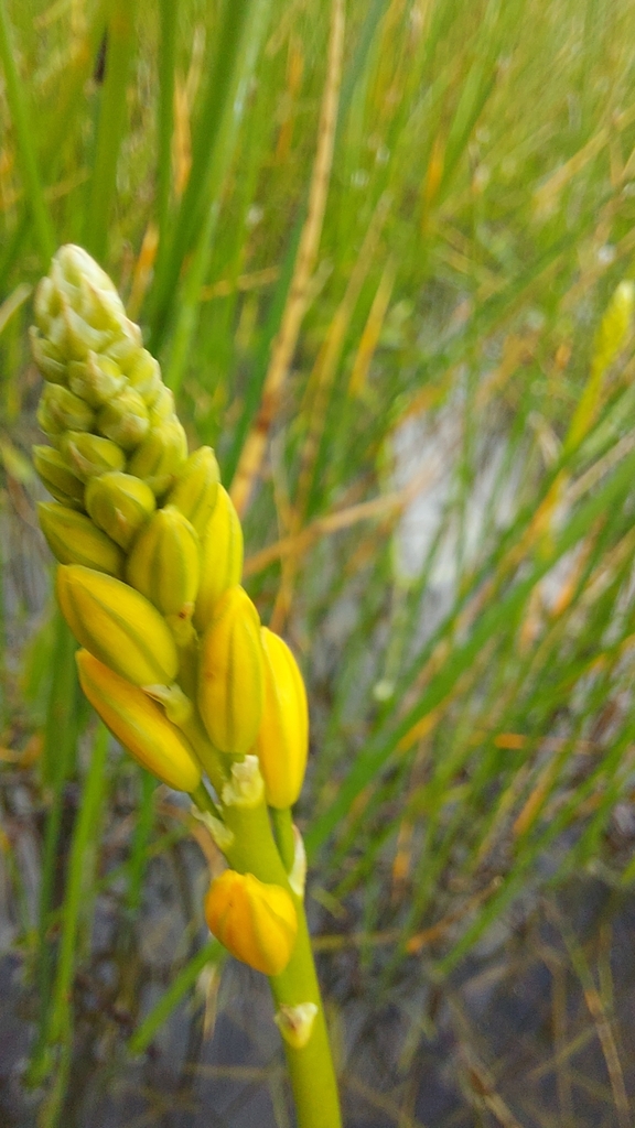 Bulbine monophylla, Western Cape, ZA