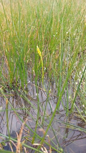 Image of Bulbine monophylla by (c) Jacques van der Merwe, some rights reserved (CC BY-SA)