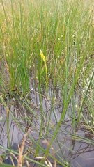 Bulbine monophylla