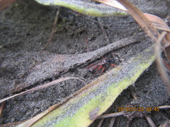 Ichneumon promissorius