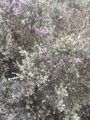 Muraltia macropetala