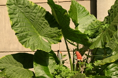 Alocasia odora