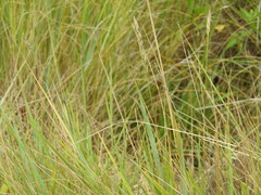 Thinopyrum pycnanthum