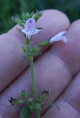 Clinopodium