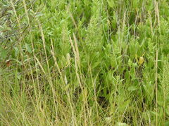 Thinopyrum pycnanthum