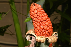 Alocasia odora