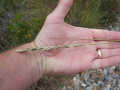 Thinopyrum pycnanthum