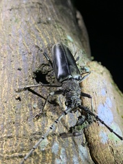 Nadezhdiella cantori