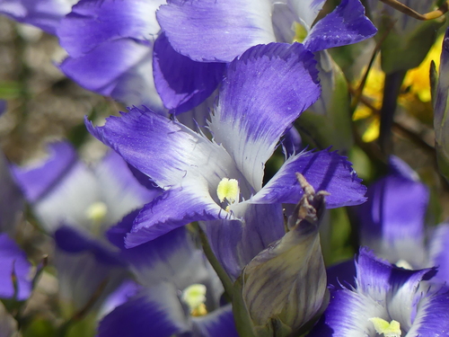 Rocky Mountain Fringed Gentian