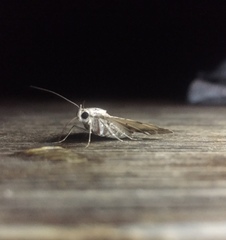 Eubolina impartialis