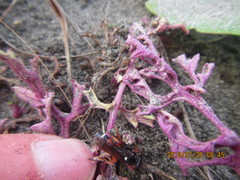 Ichneumon promissorius