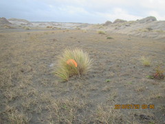 Ichneumon promissorius