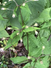 Laportea alatipes