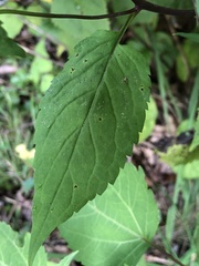 Laportea alatipes
