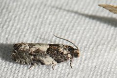 Gypsonoma adjuncta