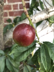 Phaleria
