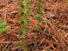 Galium hypocarpium