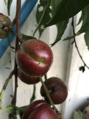 Phaleria