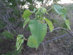 Ipomoea arborescens