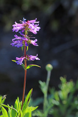 Penstemon procerus brachyanthus