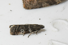 Acrobasis amplexella