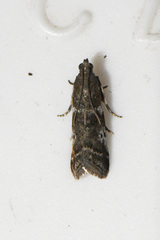 Acrobasis amplexella