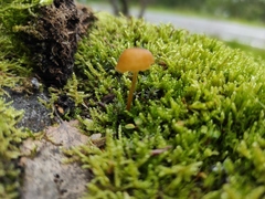 Fungi