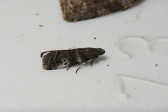 Acrobasis amplexella