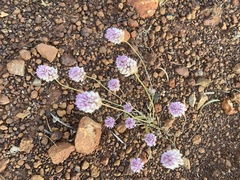 Ptilotus helipteroides