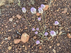 Ptilotus helipteroides
