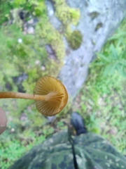 Fungi