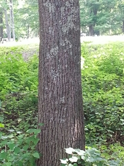 Tilia americana americana