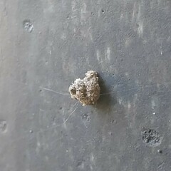 Apterona helicoidella