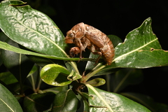 Cryptotympana atrata