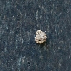 Apterona helicoidella