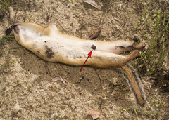 Cuterebra emasculator