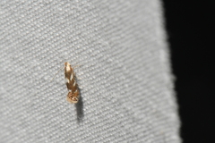 Bucculatrix canadensisella