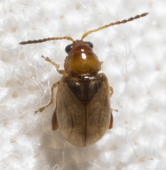 Glyptina