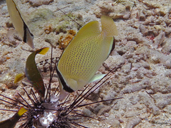 Chaetodon citrinellus