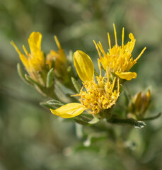 Ericameria suffruticosa